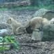 Chessington World of Adventures New Lion Cubs Still from Promotional Video
