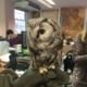 Chessington World of Adventures Owl in the Office Prior to Filming